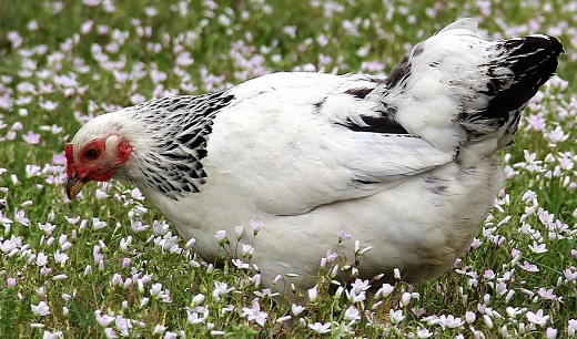 کمبود گوشت مرغ در کرمان نداریم