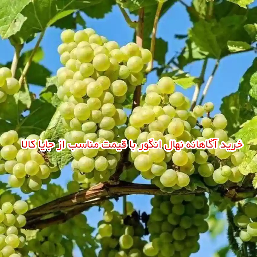 خرید آگاهانه نهال انگور با قیمت مناسب از جایا کالا
