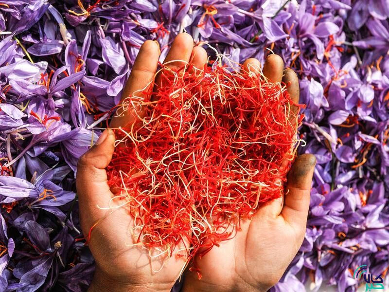 کشف واقعی قیمت زعفران نتیجه عرضه در بورس کالا
