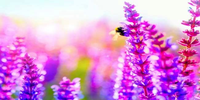با خواص شفابخش اسطوخودوس آشنا شوید