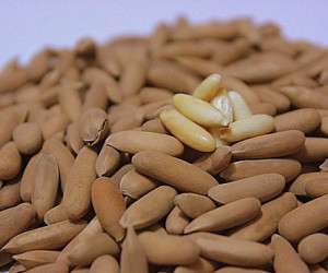 خواص و فواید عجیب چلغوز در طب سنتی و زنان باردار