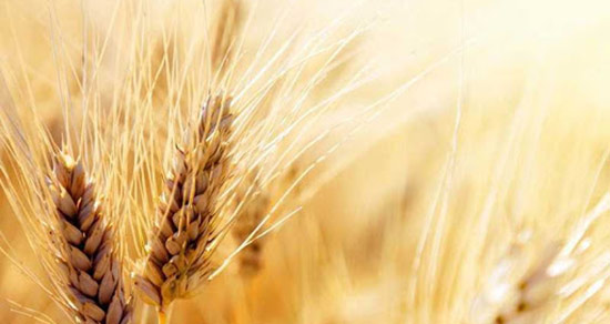 دیدن گندم در خواب نشانه چیست ؟ | تعبیر خواب گندم از نظر امام صادق