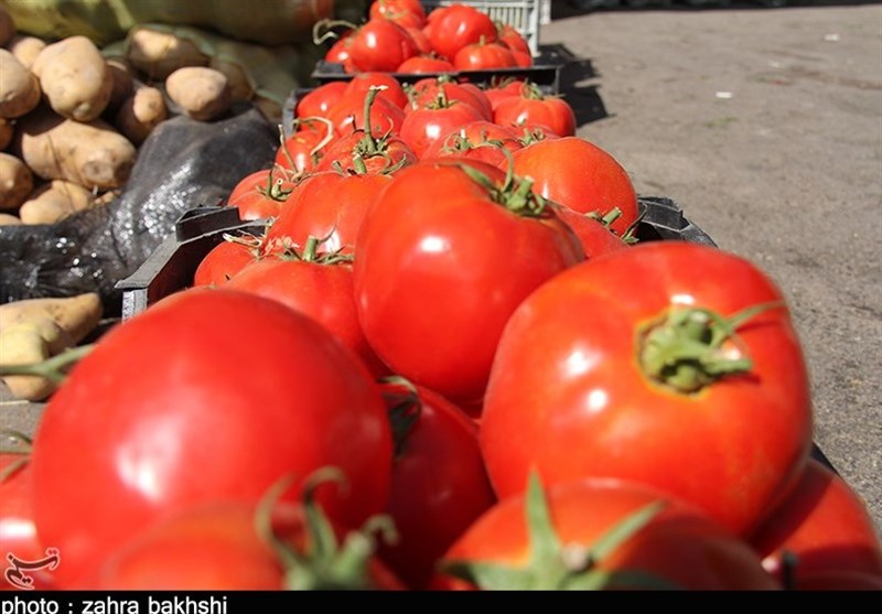 قیمت گوجه تا دو هفته دیگر ۲۵۰۰ تومان می‌شود