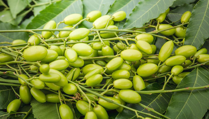 خواص گیاه چریش در درمان بیماری ها چیست؟