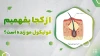 آیا فولیکول‌های از بین رفته مو دوباره فعال می‌شوند؟ + پاسخ متخصصان